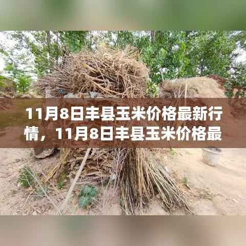 11月8日丰县玉米价格最新行情解析,市场洞察与个人观点