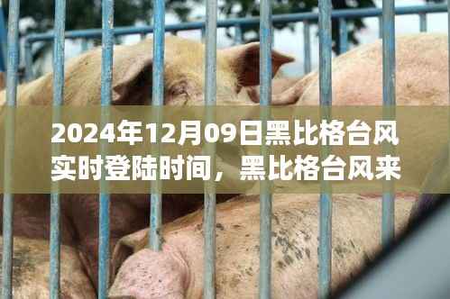 黑比格台风来袭,追寻心灵平静的台风日旅行纪实(实时登陆时间)