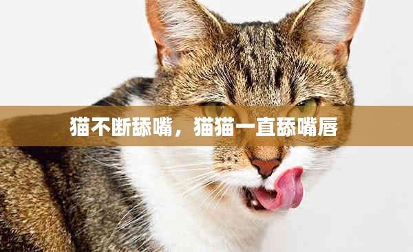 猫不断舔嘴,猫猫一直舔嘴唇