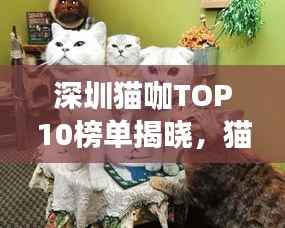 深圳猫咖TOP10榜单揭晓,猫咪爱好者的梦幻天堂!