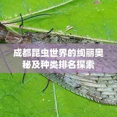 成都昆虫世界的绚丽奥秘及种类排名探索
